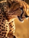 cheetahーチーターの面接人画像
